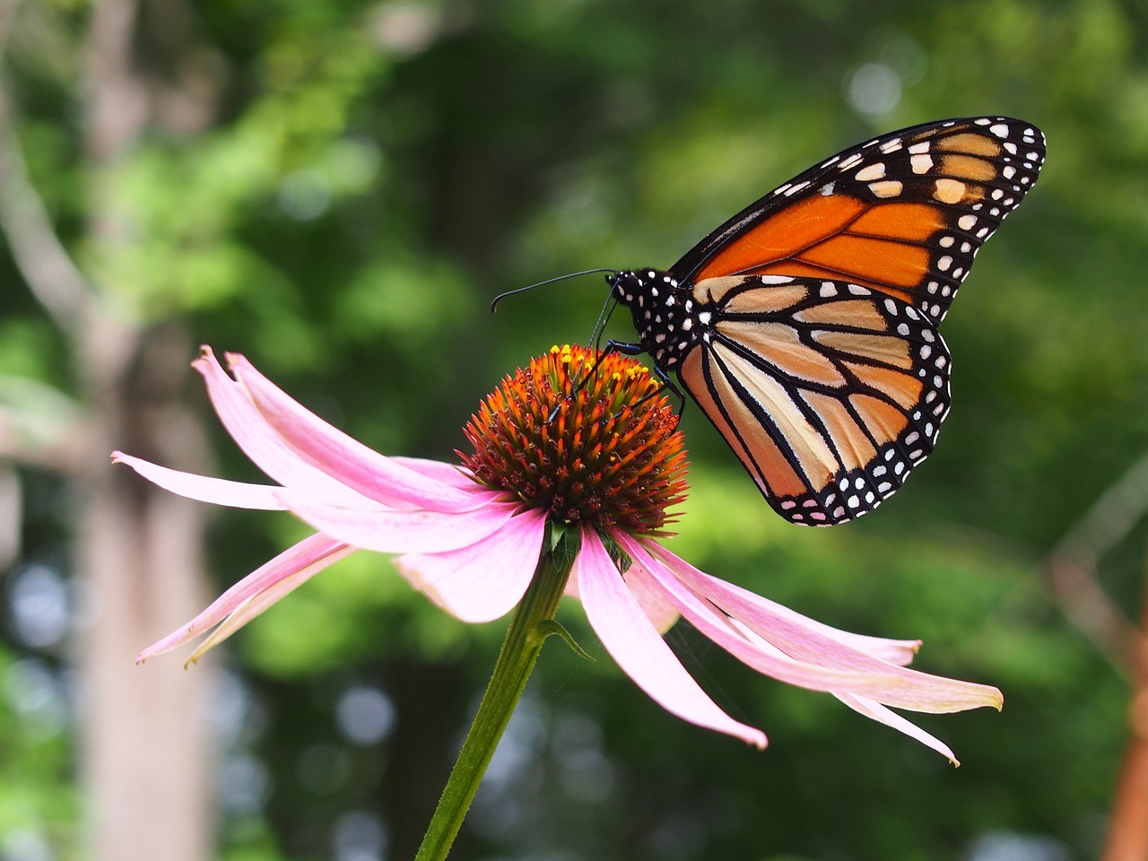 Tamaulipas es la puerta de la mariposa Monarca a México