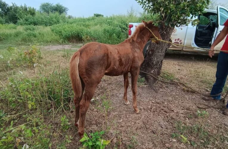 Un automovilista arrastró a un caballito con una camioneta; hay denuncia ante el MP