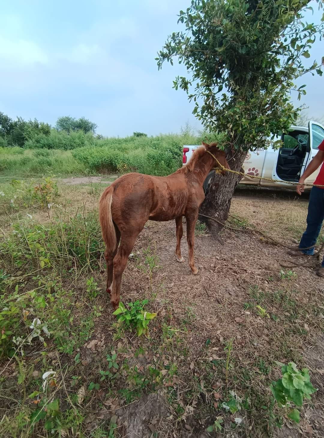 Caballito que sufrió de maltrato animal en Altamira