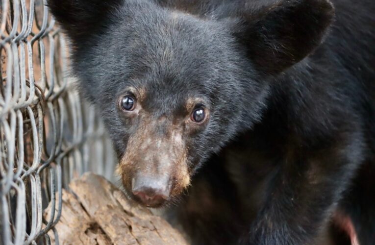 Rescata la Comisión de Parques a tres osos negros negros