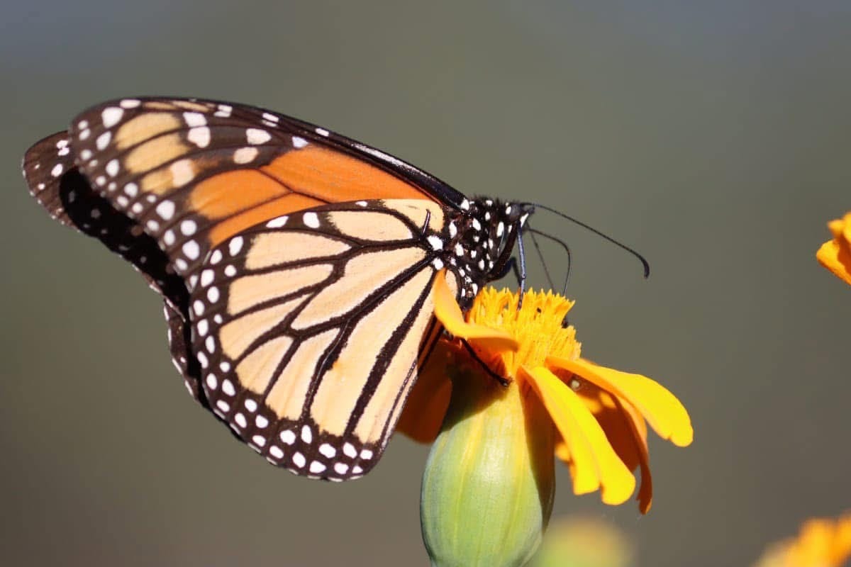 Presentan los seis programas de conservación en los que trabaja la entidad. Estos programas abarcan desde la protección de tortugas marinas y la mariposa monarca hasta la conservación de la guacamaya verde y el jaguar.