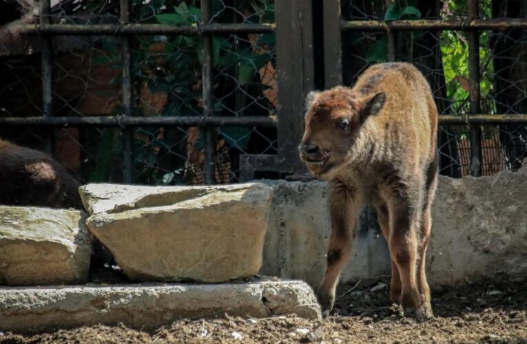 Crece la familia Tamatán; hay 25 nuevos huéspedes