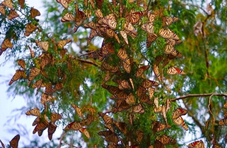 Impulsa Gobierno de Tamaulipas conservación de la ruta migratoria de la mariposa monarca