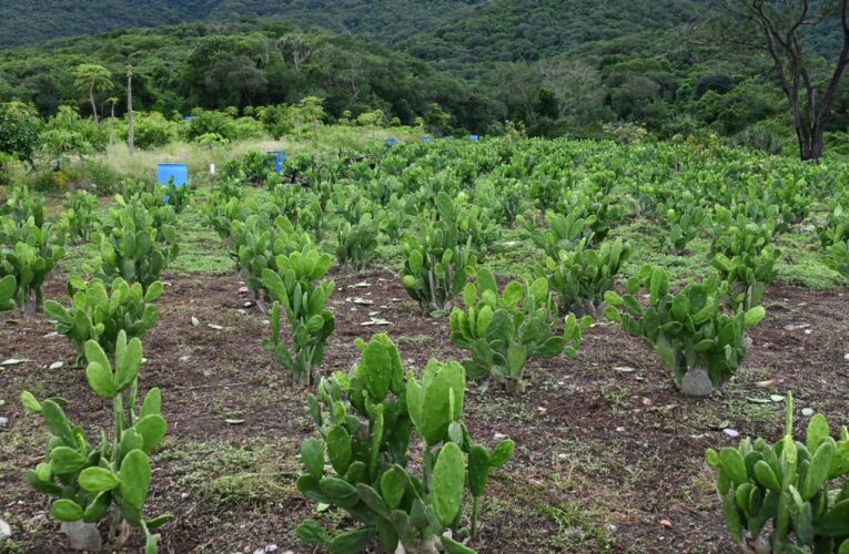 Impulsan buenas prácticas agrícolas en Gómez Farías, Llera y Xicoténcatl