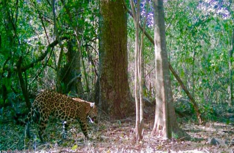 Promueve Gobierno de Tamaulipas programas de conservación de fauna