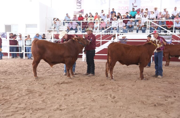Feria Tamaulipas será sede del Segundo Concurso del Novillo Gordo