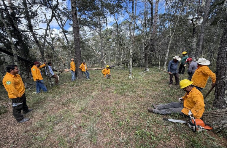 Promueve SEDUMA recuperación de ecosistemas forestales en el altiplano