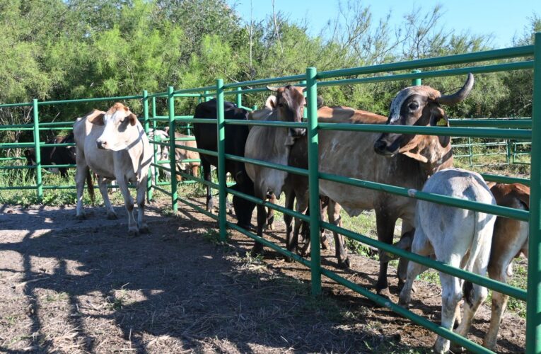 Reafirma Tamaulipas su compromiso con la innovación pecuaria