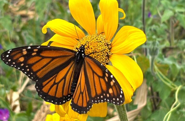 Facilita Tamaulipas migración de la mariposa monarca: CPBT
