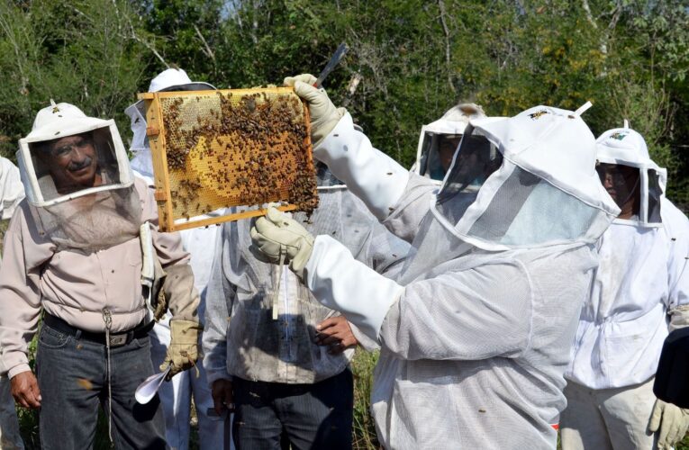 Impulsa Gobierno de Tamaulipas el relevo generacional en la apicultura