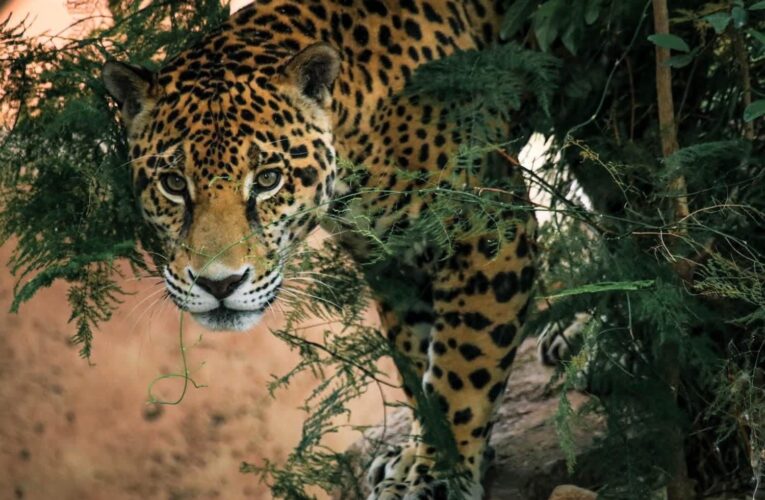 Lanza Comisión de Parques cruzada en pro del jaguar