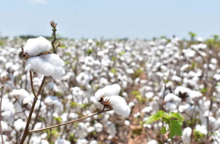 Participa Tamaulipas en reunión binacional para fortalecer la sanidad del algodón