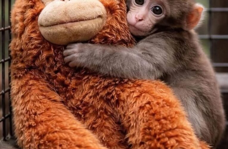 Puch: el changuito que abrazó un peluche porque su mamá lo rechazó