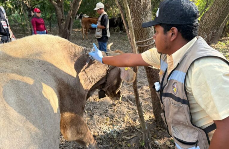 Altamira y Llera, declarados libres de gusano barrenador del ganado