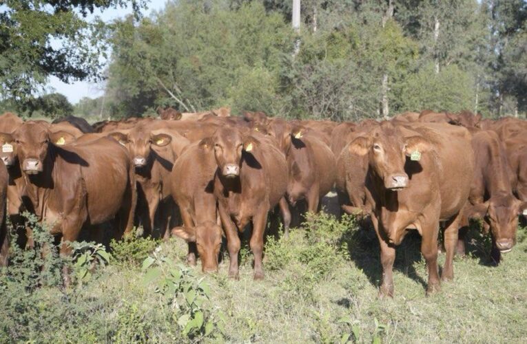 Refuerzan campaña contra la rabia paralítica bovina en Tamaulipas