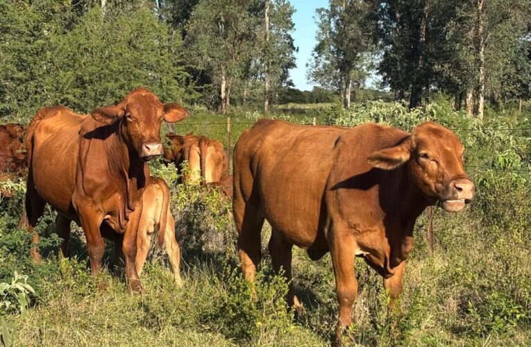 Refuerza Tamaulipas blindaje sanitario para proteger al sector ganadero
