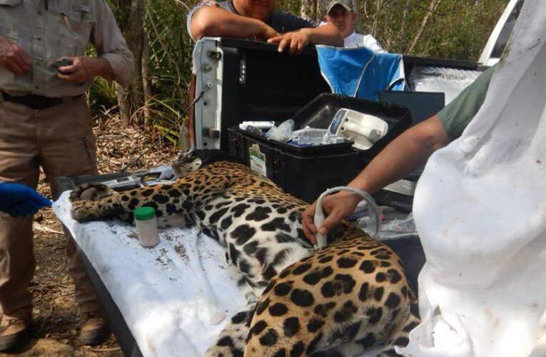 Rescata y libera Comisión de Parques y Biodiversidad a jaguar en Llera