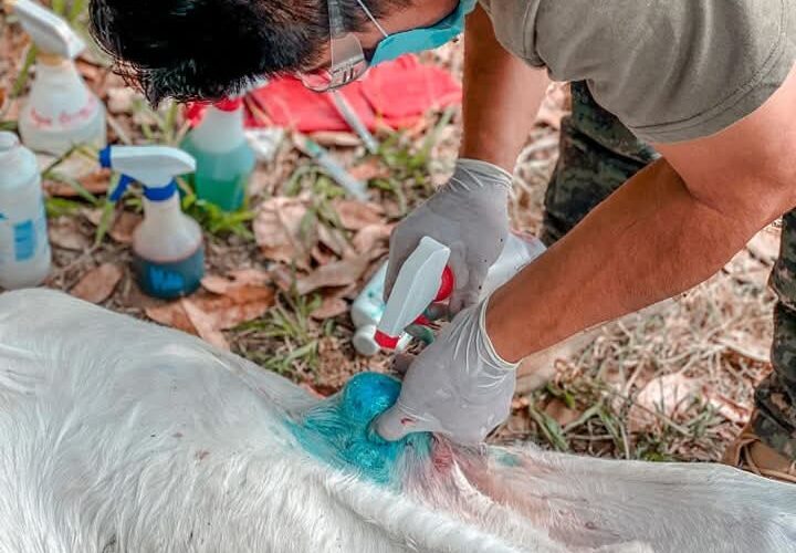 Ganaderos alertan por cercanía del gusano barrenador a Tamaulipas