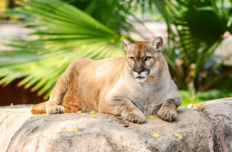 Buscan renovar experiencia del Zoológico Tamatán con nuevas especies