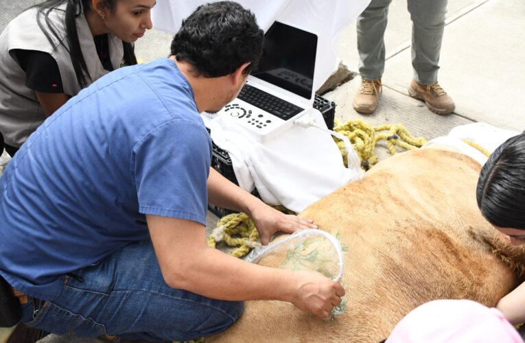 Activan atención médica para leona blanca del Tamatán