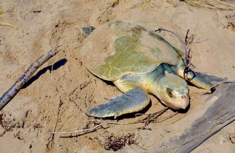 Intensifica Tamaulipas monitoreo y resguardo de nidos de tortuga lora