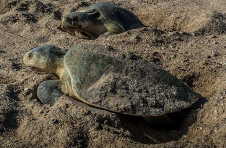 Avanza temporada de anidación de tortuga lora; suman más de 16 mil huevos protegidos