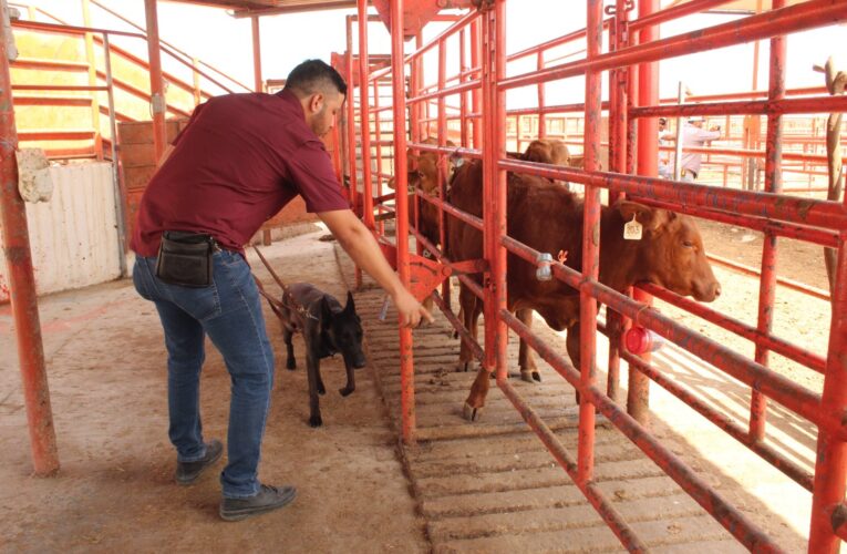 Avanza Tamaulipas en control del gusano barrenador con apoyo de binomios caninos