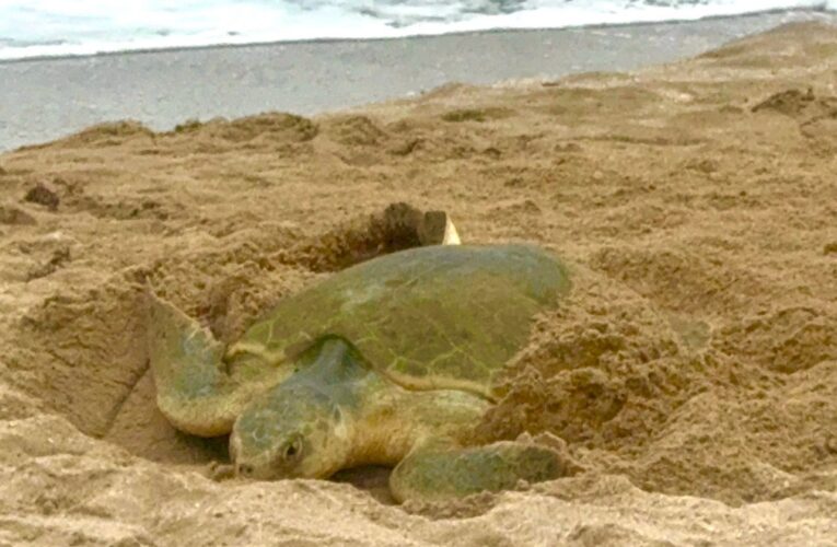 Registra Tamaulipas más de 207 mil huevos de tortuga lora en temporada 2026