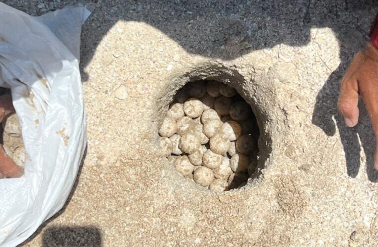 Supera Tamaulipas los 222 mil huevos de tortuga lora protegidos