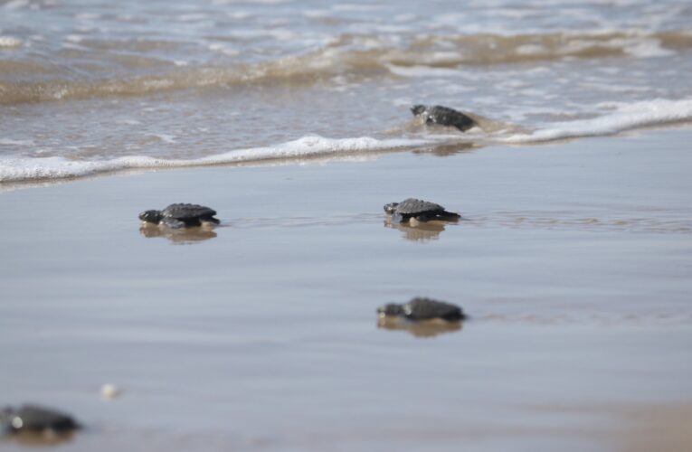 Consolida Tamaulipas liderazgo en la protección de la tortuga lora
