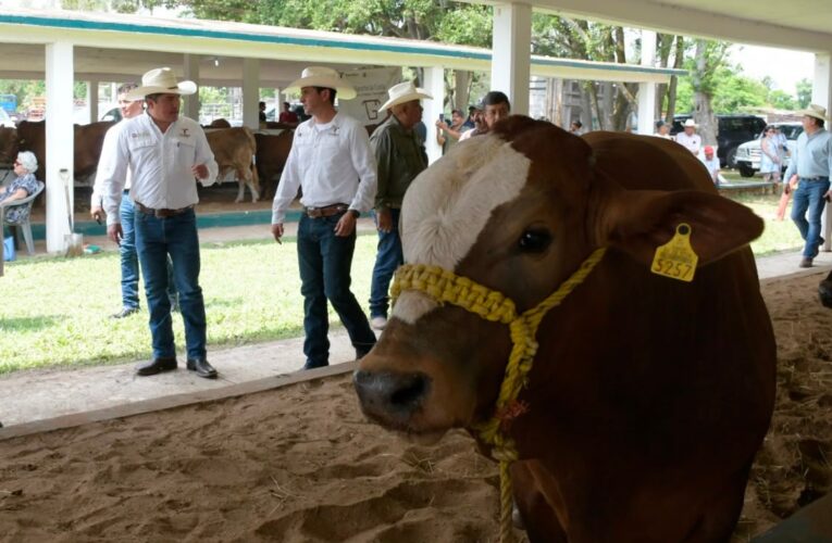 Acerca programa estatal, genética de alta calidad a las y los productores pecuarios
