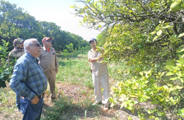 Bioinsumos abren camino a la recuperación de huertas citrícolas en Güémez