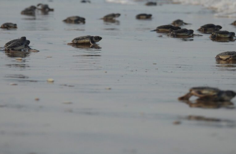 Mantiene Tamaulipas acciones de conservación de tortuga lora durante la recta final de la temporada