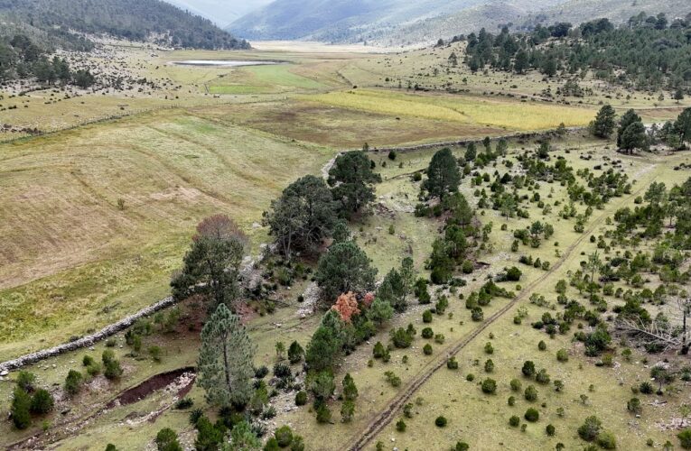 Rescata SEDUMA bosques dañados por incendios y plagas